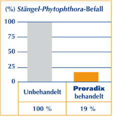 Diagramm: Stängel-Phytophthora-Befall bei Proradix behandelten gegenüber unbehandelten Kartoffeln nur 19%