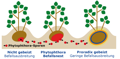Ausbreitung Phytophthora-Sporen bei ungebeizten und mit Proradix gebeizten Kartoffeln